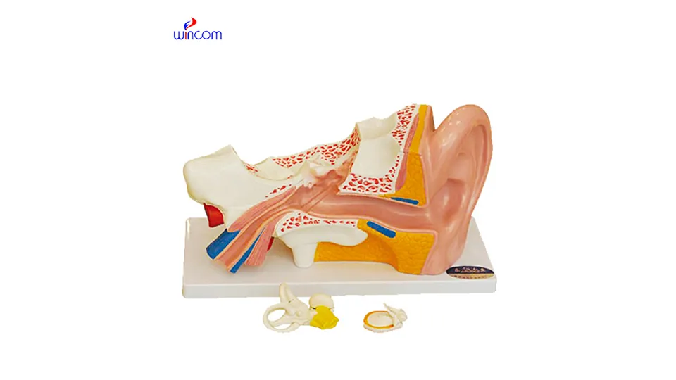 চিকিৎসা ত্রিমাত্রিক মডেল